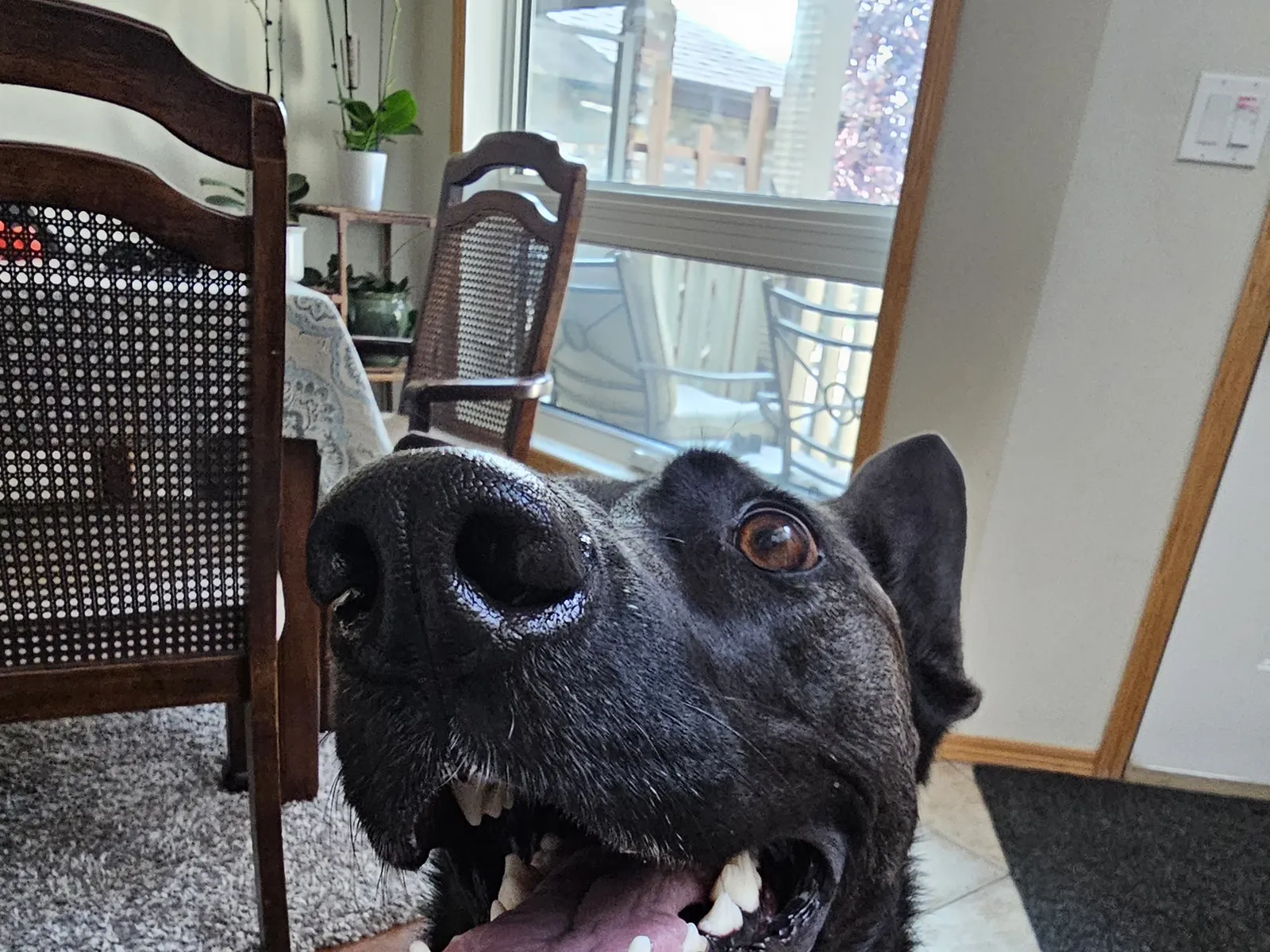 Advanced Training: Nosework, Agility and Dog Sports for Malinois